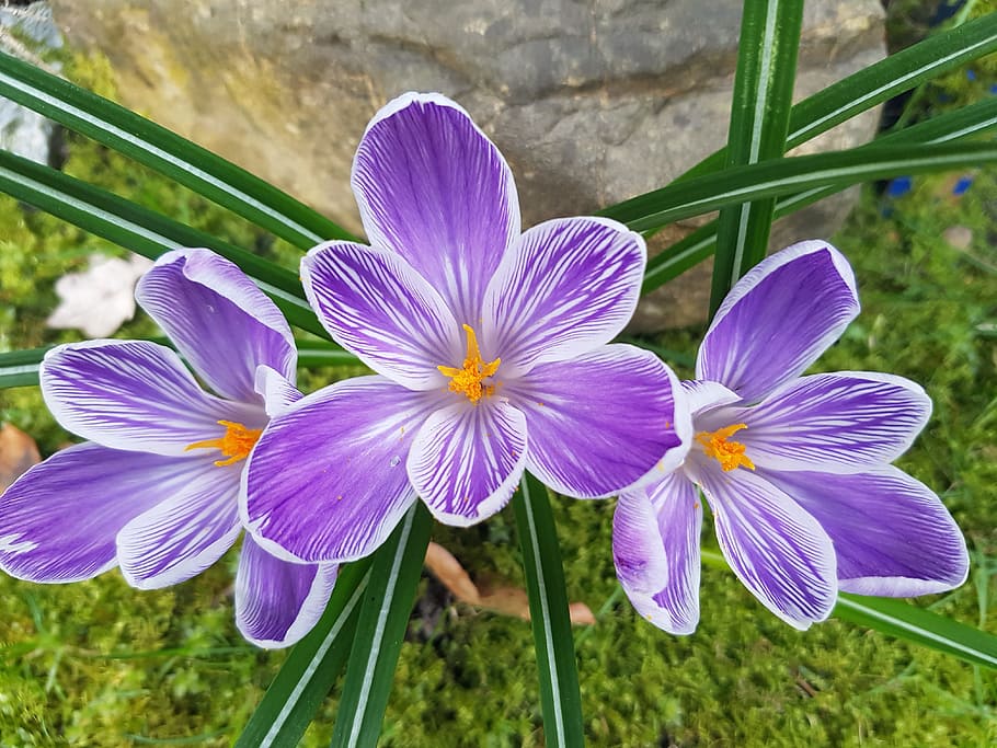 Flower, Purple, Crocus, White, green, spring, plant, garden HD wallpaper
