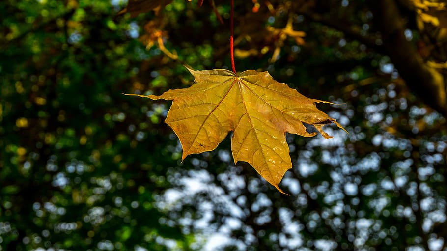 leaf, autumn, nature, maple, season, bright, color, plant part HD wallpaper