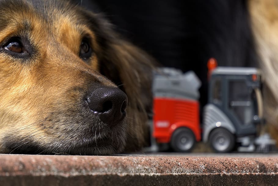 dog, nose, close, head, relax, relaxation, chill out, rest HD wallpaper