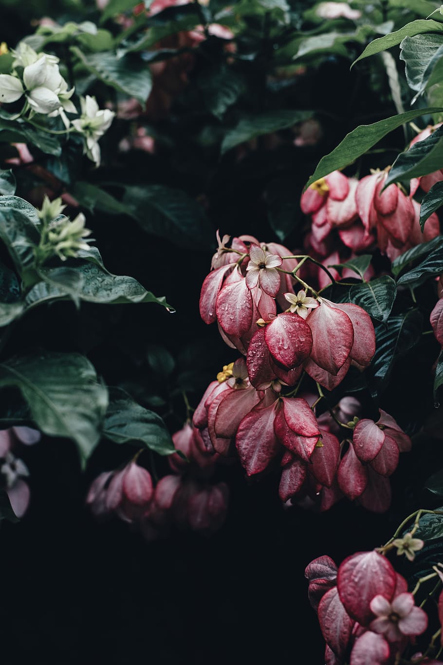 red mussaenda flowers closeup photography, green, leaf, plant HD wallpaper