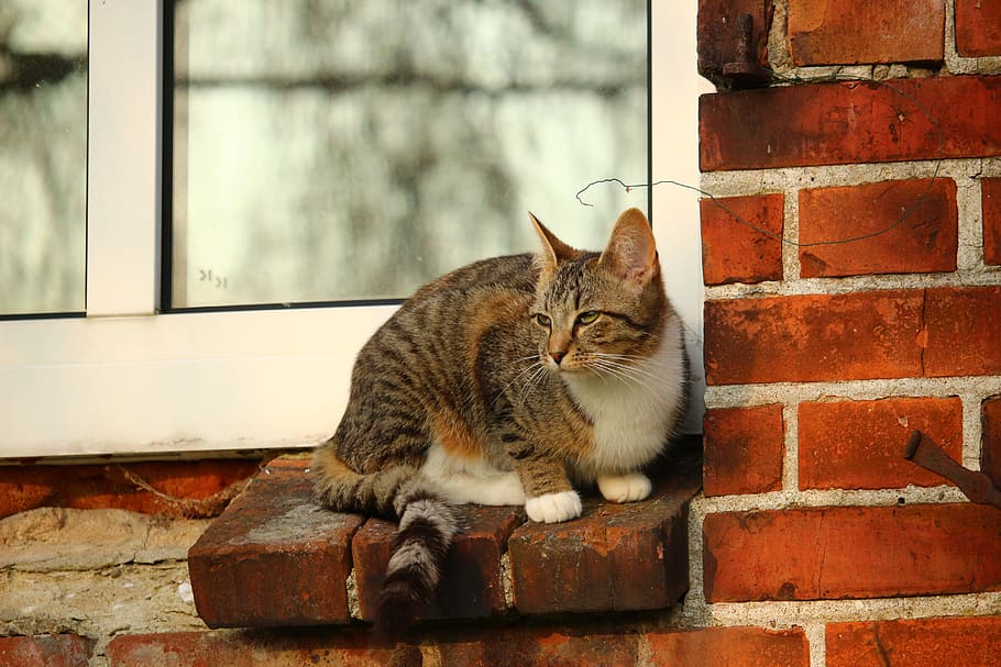 cat, mieze, kitten, mackerel, window, domestic cat, tiger cat HD wallpaper