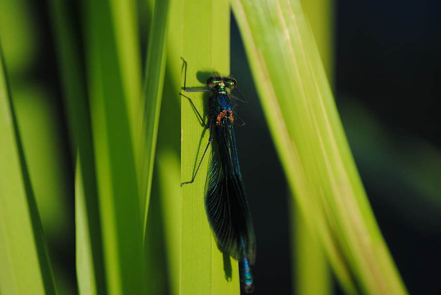 closeup, dragonfly, green, insect, wings, nature, animal, wildlife HD wallpaper