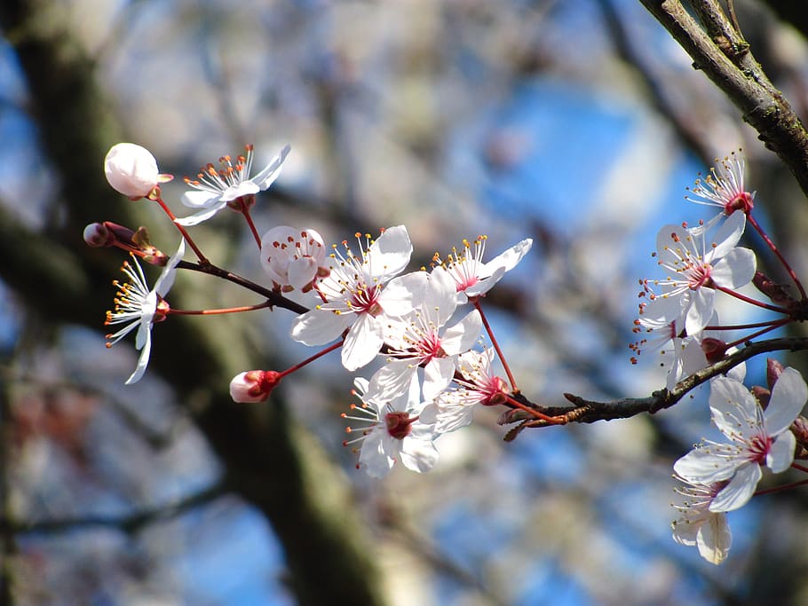 cherry, nature, blossom, spring, flower, sakura, plant, flowering plant HD wallpaper