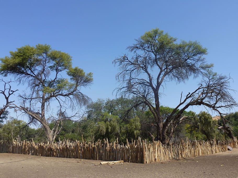 landscape, trees, namibia, travel, plant, growth, nature, sky HD wallpaper