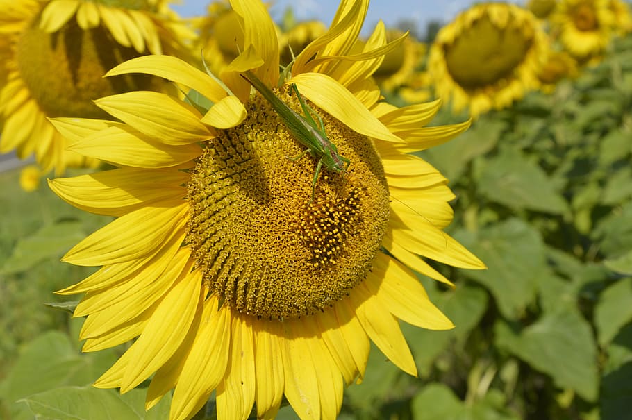 Sun Flower, Flower, Flower, Summer, yellow, petal, growth, plant HD wallpaper
