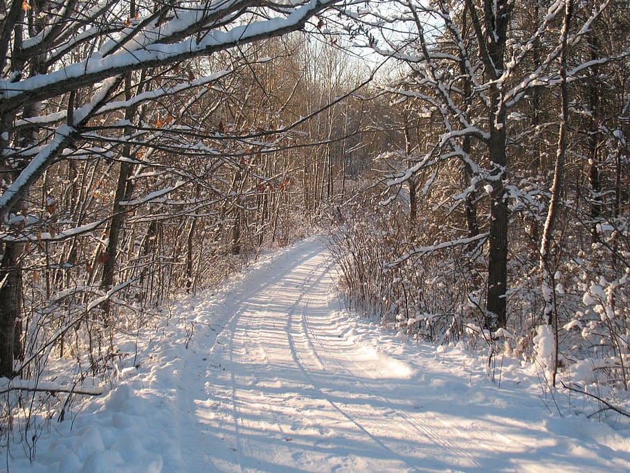 winter, snow, morning, cold temperature, tree, plant, bare tree HD wallpaper