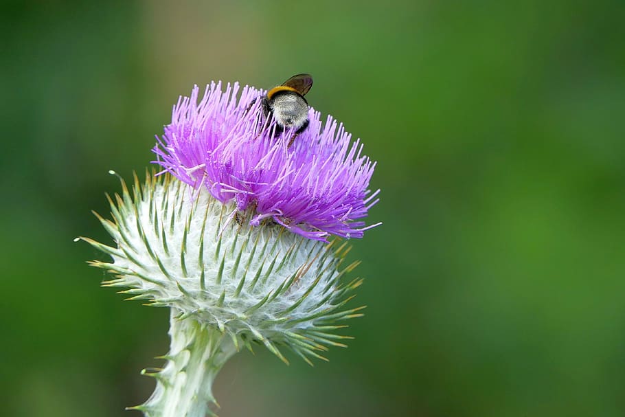 carpenter bee perched on purple flower in close-up photography during daytime HD wallpaper
