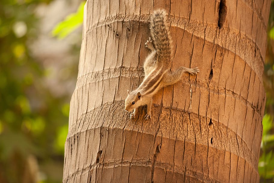 squirrel, climbing, down, coconut, tree, mammal, rodent, fur HD wallpaper