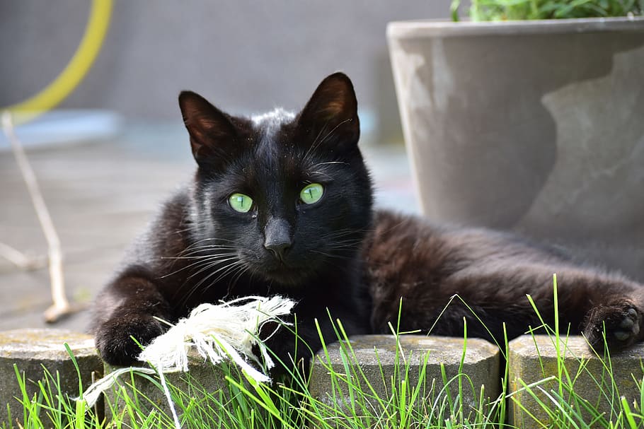Cat, Beast, Pet, Playful, black, domestic cat, pets, one animal HD wallpaper