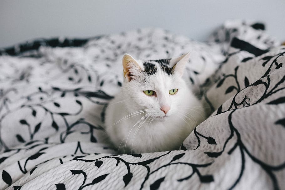 Portraits of white sad cat, pet, animal, white cat, depressed, HD wallpaper