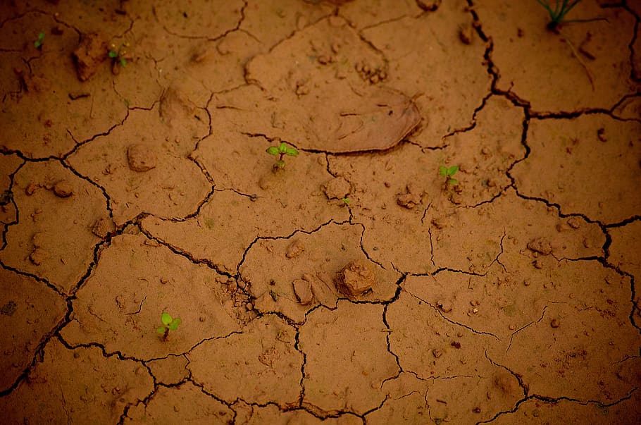 soil, drought, arid, dry, pattern, crack, wasteland, growth HD wallpaper