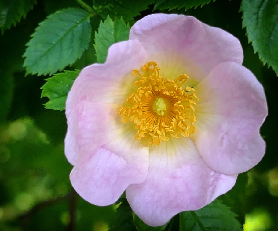 Wild Rose, Rose, Pink, Romantic, flower, petal, plant, flower head HD wallpaper