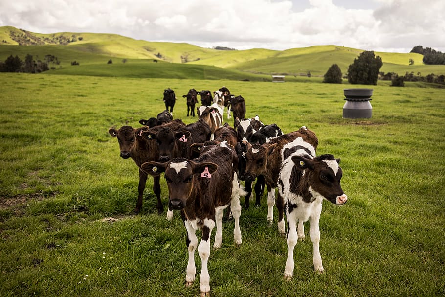 HD wallpaper: herd of cows on green grass field, nature, new zealand ...