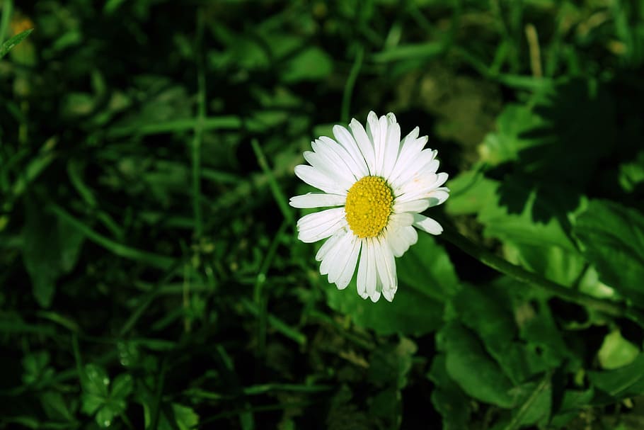 daisy, grass, green, flower, spring, flowering plant, beauty in nature HD wallpaper