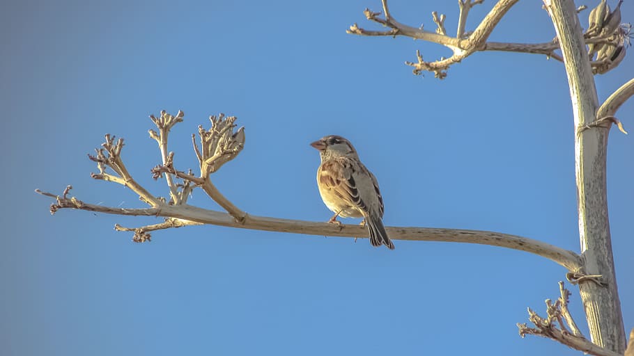 sparrow, tree, nature, bird, animal, sitting, branch, animal themes HD wallpaper
