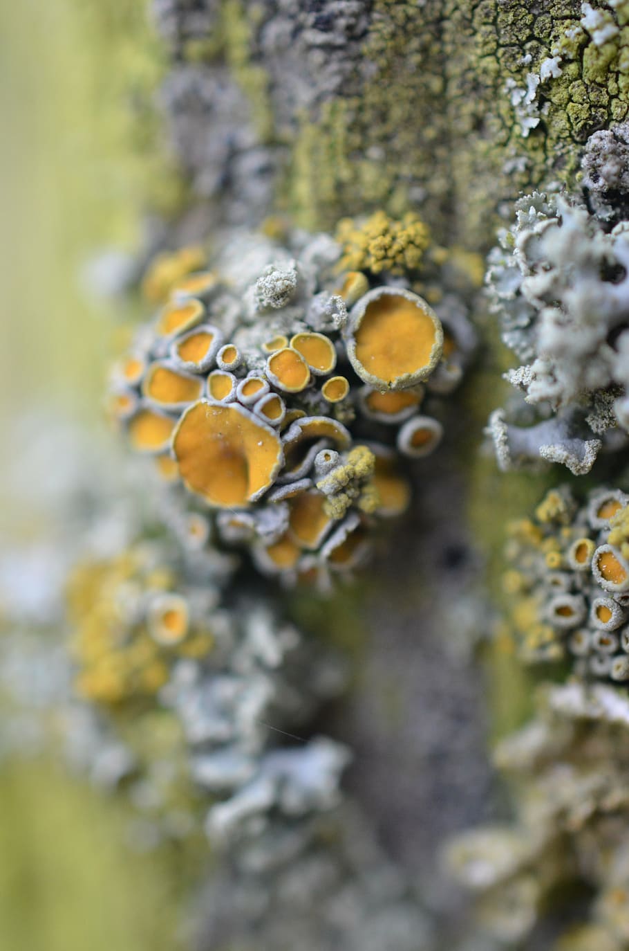 mushrooms, weave, moss, tree, forest, wet, autumn, plant, selective focus HD wallpaper