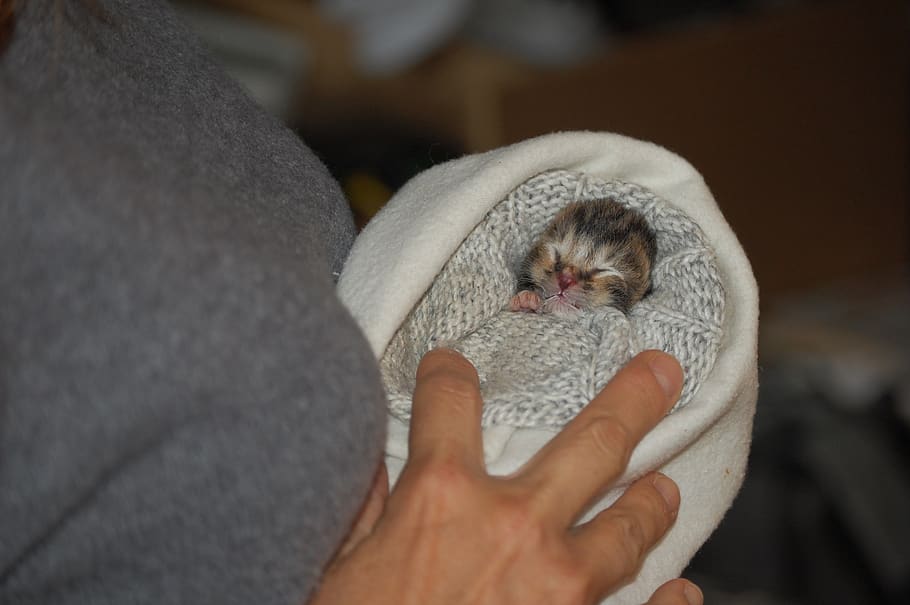 baby kitten, hug, one animal, mammal, pets, domestic, domestic animals HD wallpaper