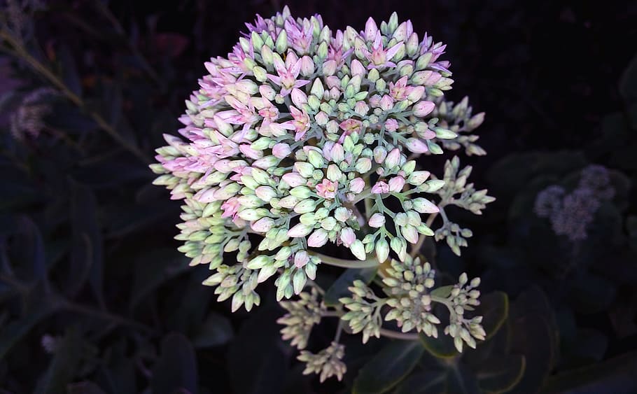 Sedum, Flower, Plant, Stonecrop, herbstfreude, autumn joy, crassulaceae, HD wallpaper