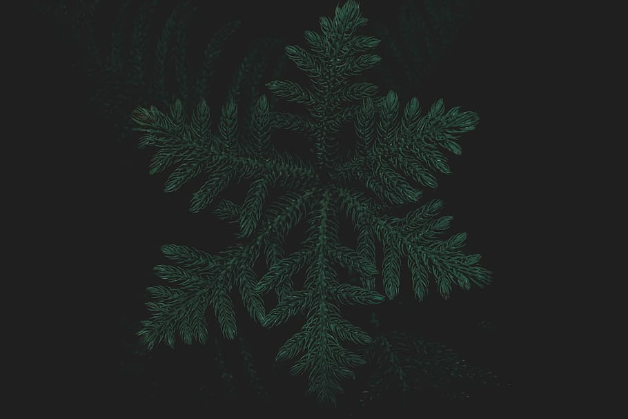 green leaf, green leafed plant with against black background HD wallpaper