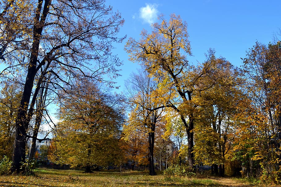 autumn, trees, october, nature, fall, season, leaf, forest HD wallpaper