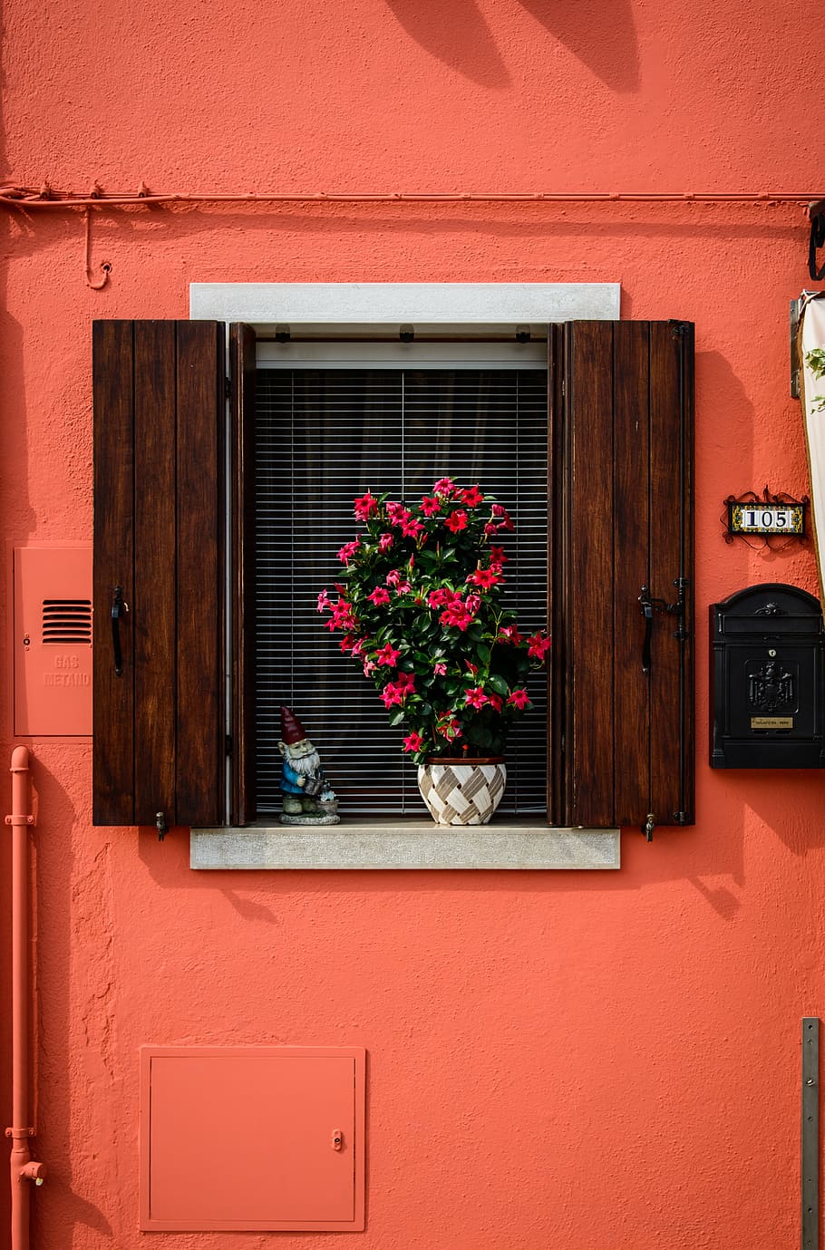 red Dipladenia flower potted plant on window with orange painted wall HD wallpaper