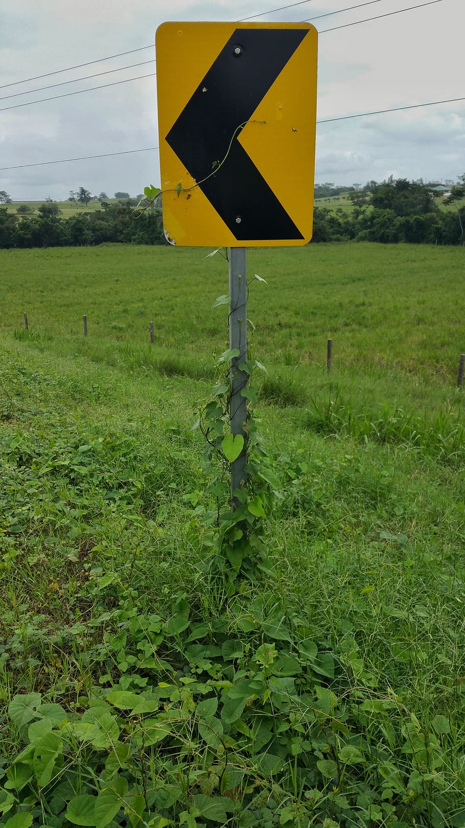 road signs, yellow, reflector, pointer, vines, grass, sky, belize HD wallpaper