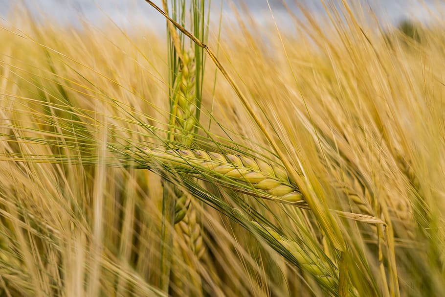 Barley, Arable, Cereals, Field, wheat field, cornfield, spike HD wallpaper