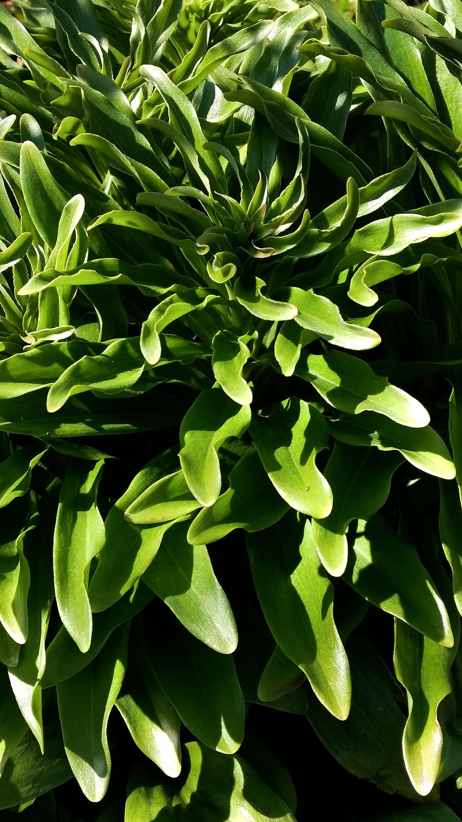 leaf, flora, nature, growth, green color, plant part, close-up HD wallpaper