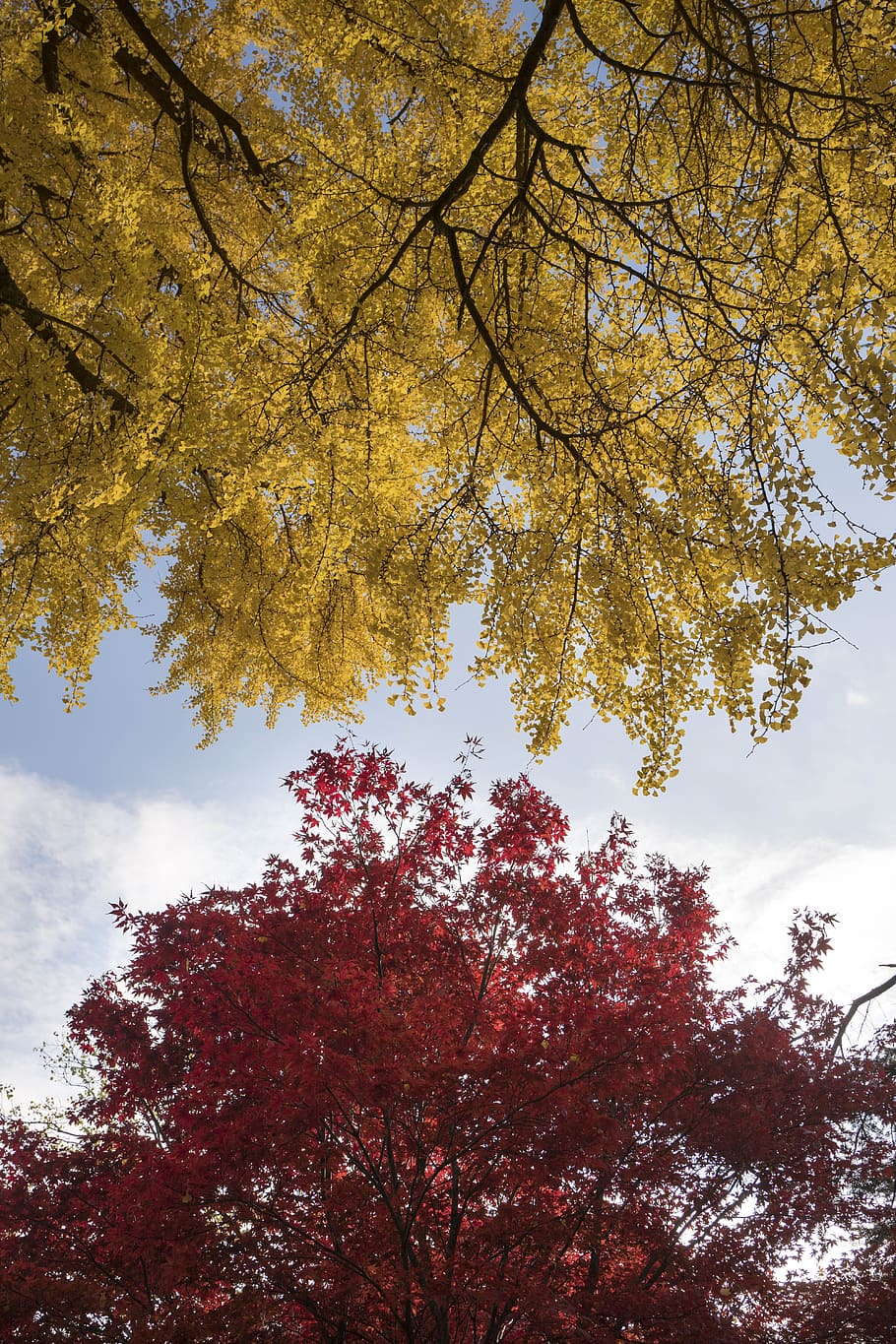 nature, trees, leaves, clouds, sky, autumn, plant, growth, low angle view HD wallpaper
