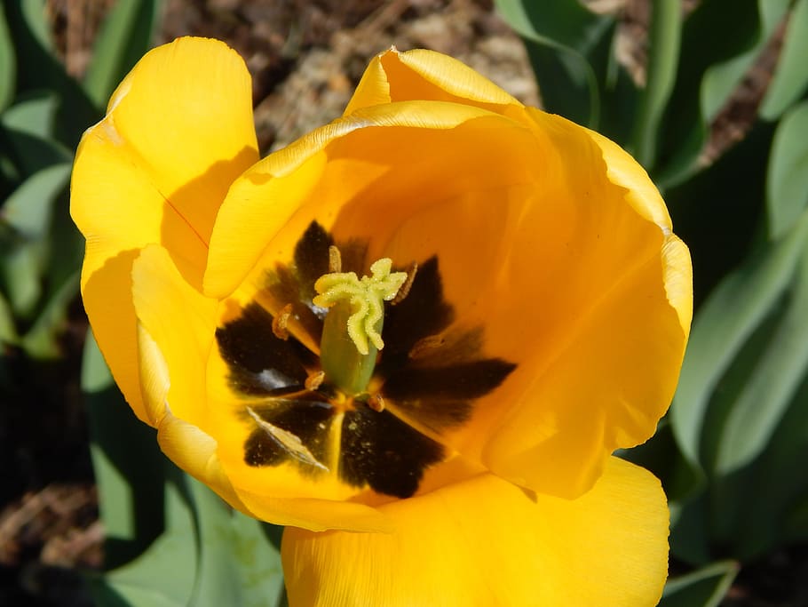 Tulip, Yellow, Spring, Nature, Floral, flower, garden, bloom HD wallpaper