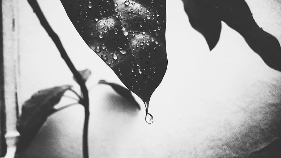 Leaf, Drops, Nature, Moisture, Wet, rain, garden, no people HD wallpaper