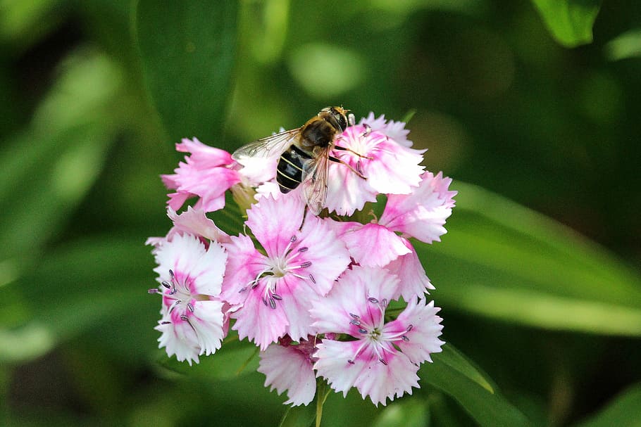 insect, flower, nature, flowering plant, animal, animal wildlife HD wallpaper