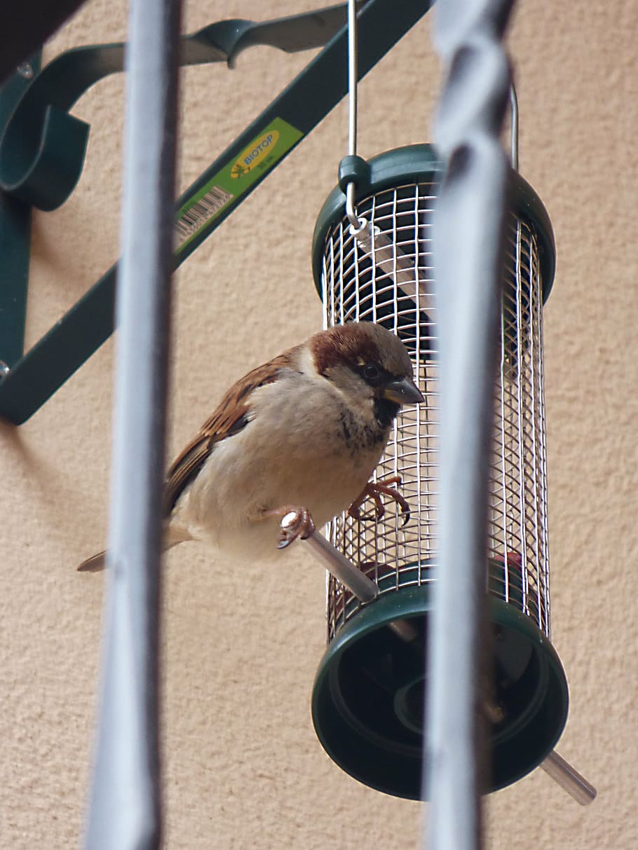 sparrow, bird, feeder, animal, animal themes, vertebrate, animal wildlife HD wallpaper
