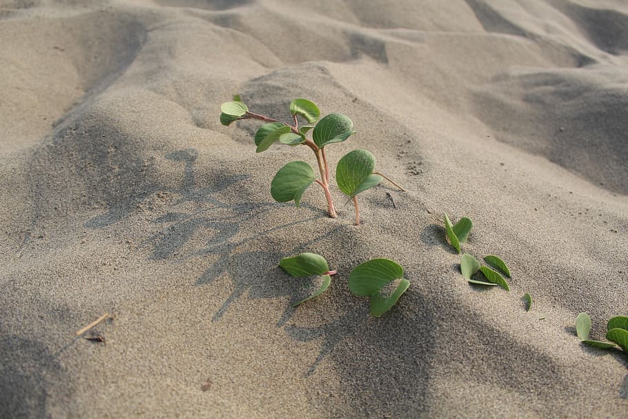 sha, sand beach, foliage, growth, plant, nature, green color HD wallpaper