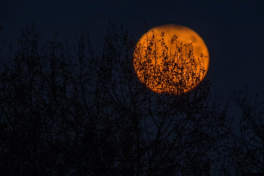 full moon over withered tree, tall, circle, round, dark, night HD wallpaper