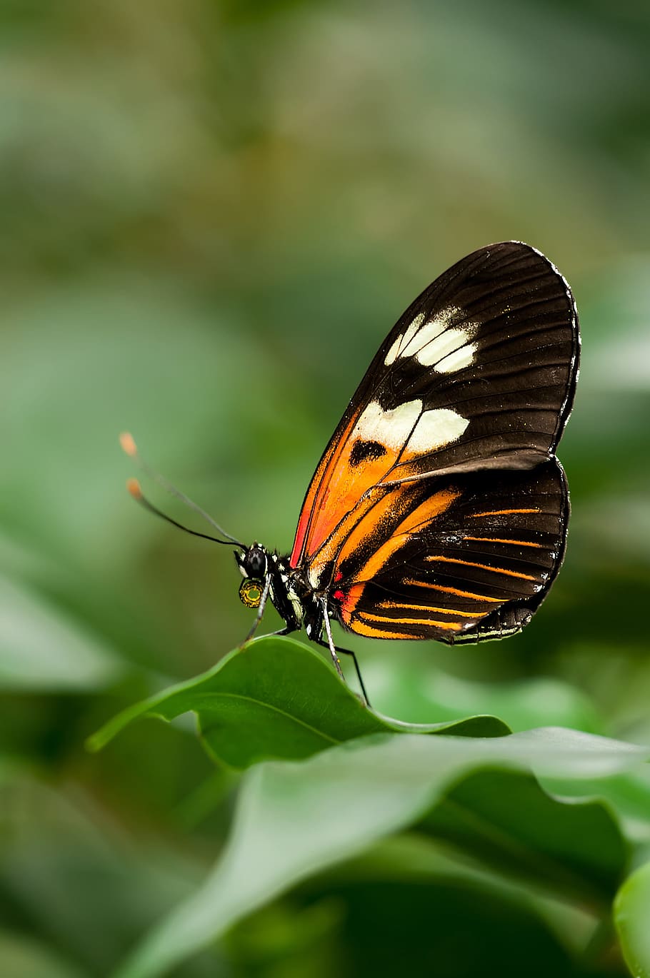 black and brown butterfly perched on green leaf in closeup photo, HD wallpaper