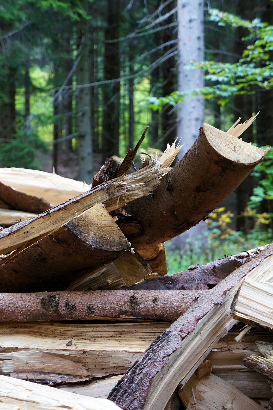 wood, forest, nature, tree, bark, tree trunks, wood - material HD wallpaper