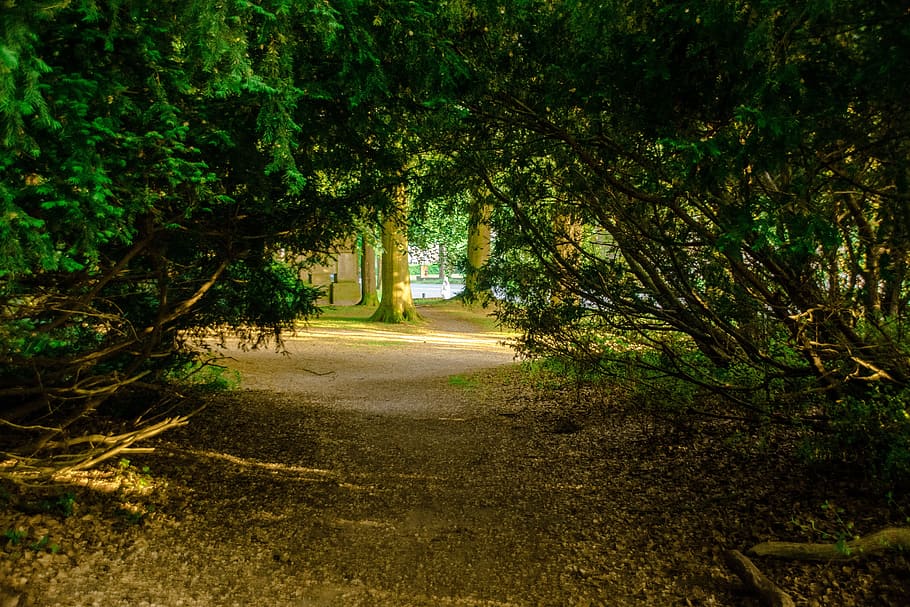 Forest, Opening, Passageway, Trees, landscape, sunlight, nature HD wallpaper