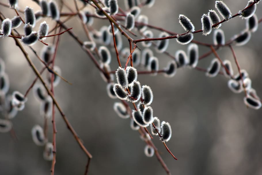 osier, twig, nature, close-up, focus on foreground, plant, branch HD wallpaper
