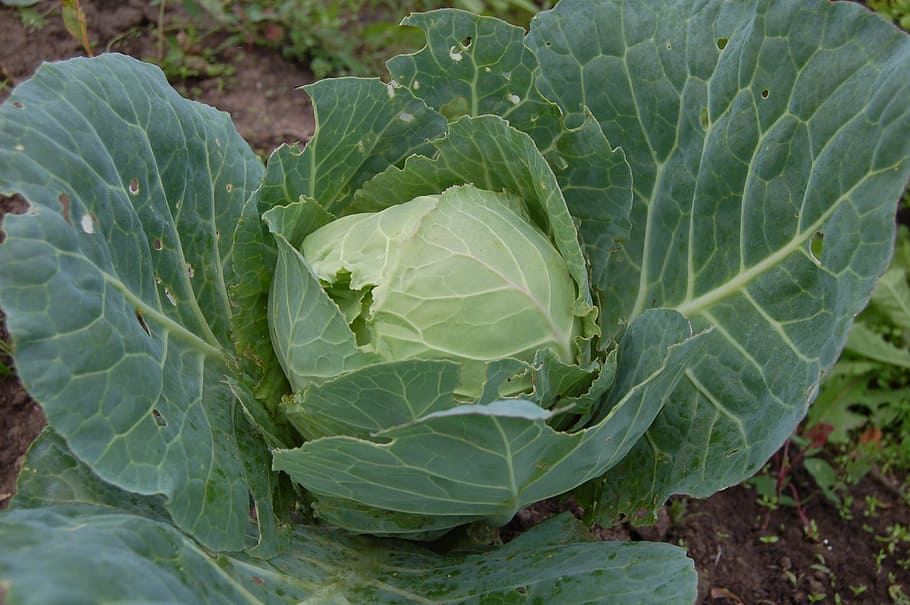 cabbage, vegetable, green, fresh, agriculture, kochan, greens HD wallpaper