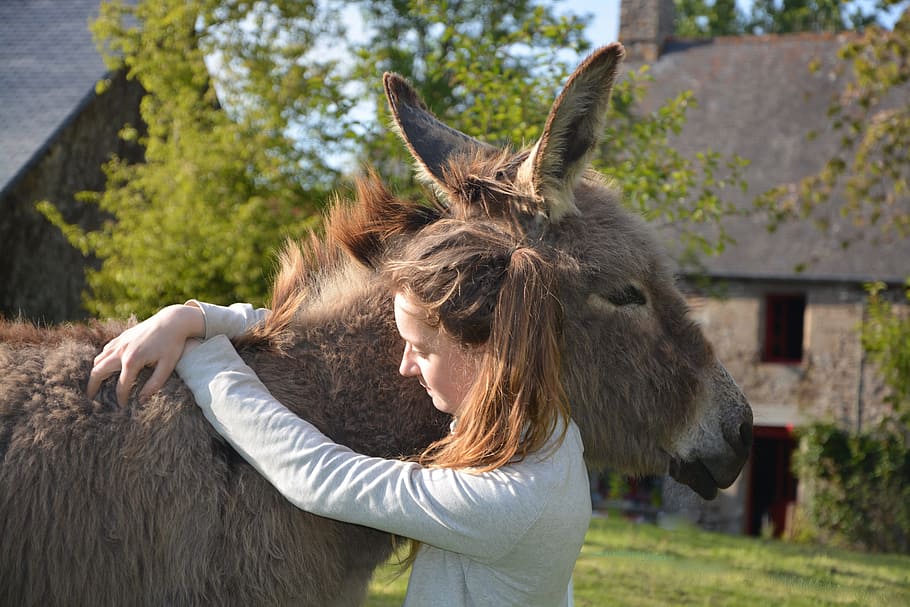 woman hugging donkey, colt, girl, young woman, complicity, tenderness