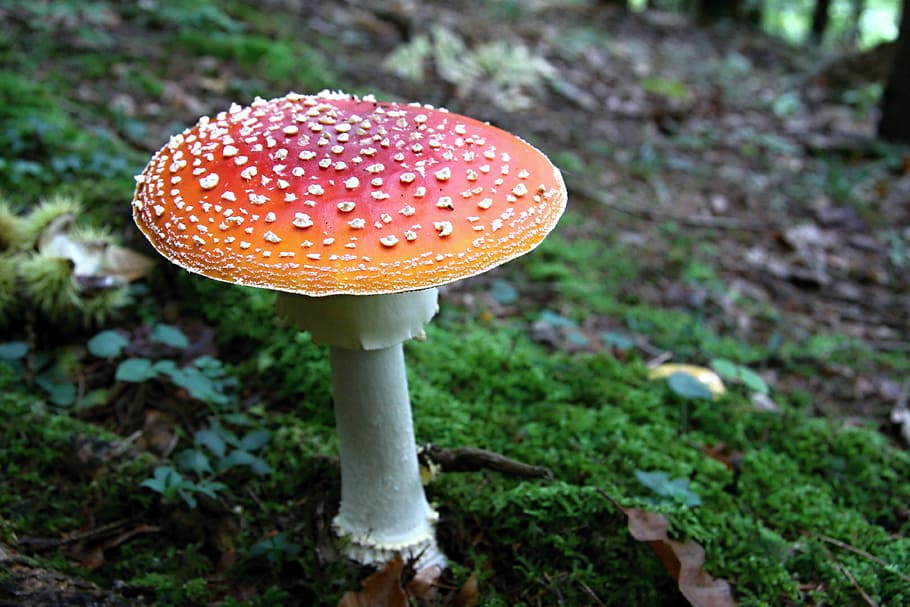 fly agaric, mushroom, toadstool, red mushroom, toxic mushroom, HD wallpaper