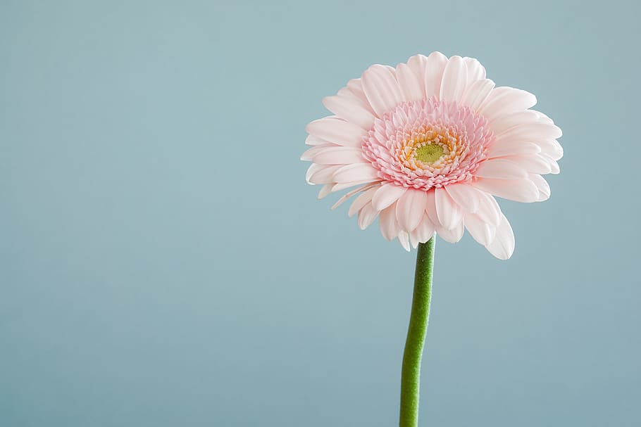 selective focus photography of pink petaled flower, pink Gerbera flower macro photography HD wallpaper