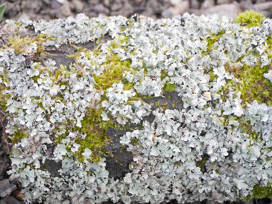 weave, bark, log, moss, wood, tree, moose, nature, flower, flowering plant HD wallpaper