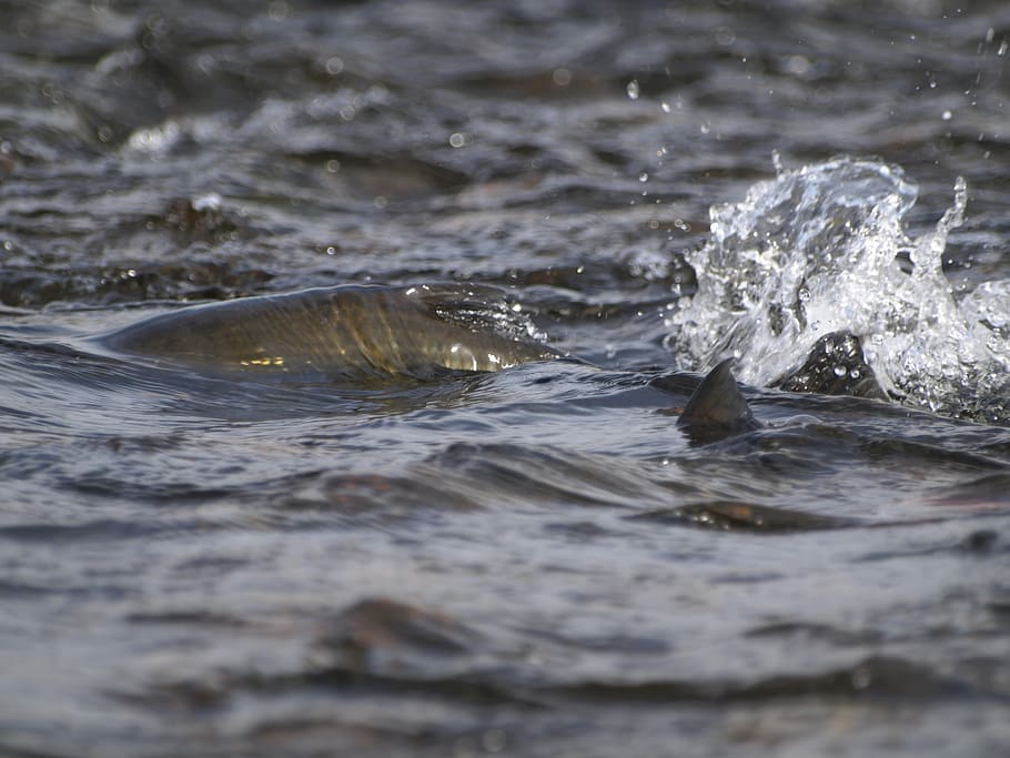 Salmon, River, Water, Fish, one animal, animals in the wild HD wallpaper