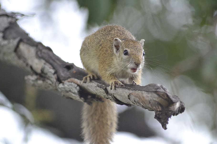wildlife, tree squirrel, botswana, animal themes, animal wildlife HD wallpaper