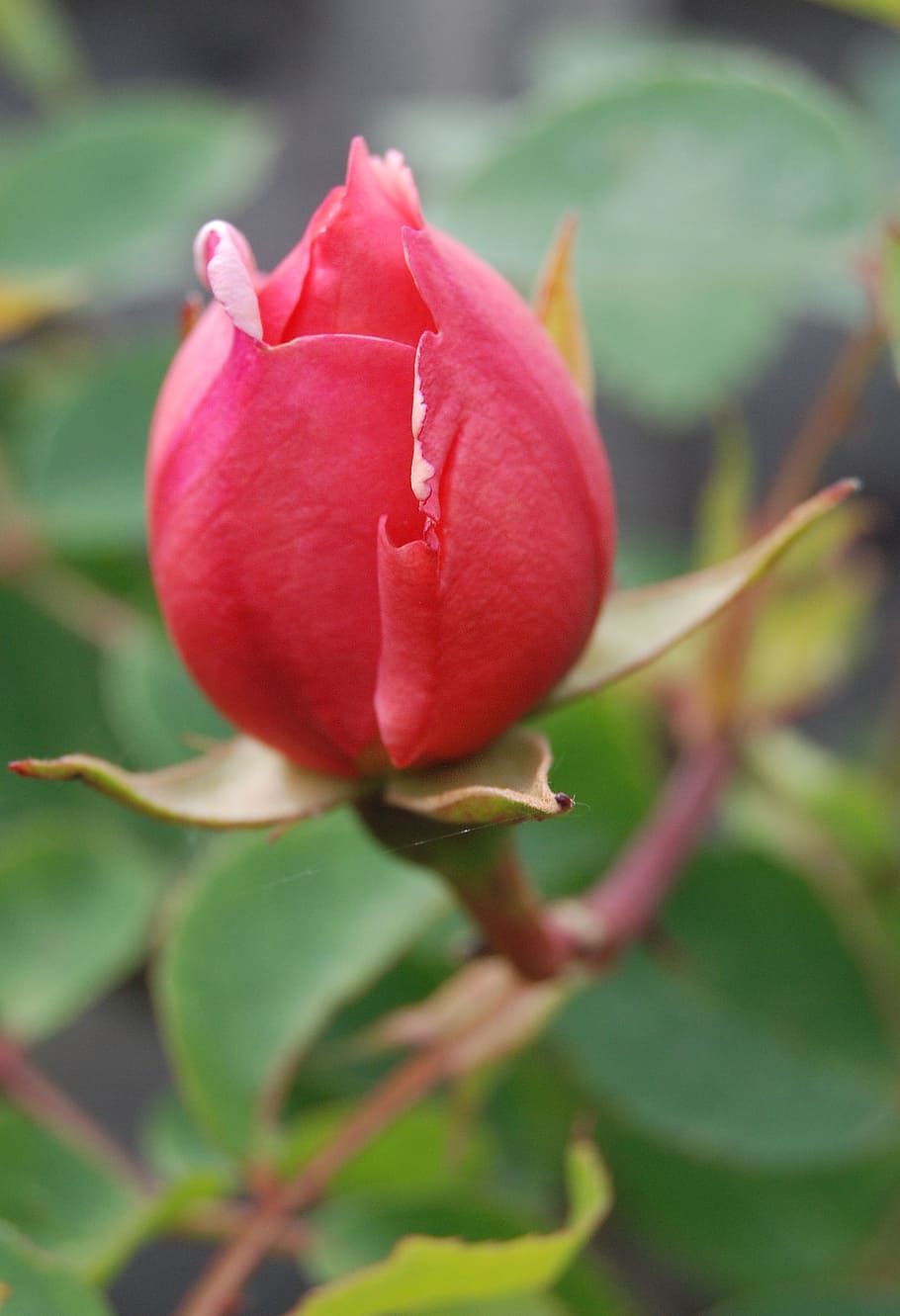 rose, bud, flower, red, bloom, plant, flowering plant, beauty in nature HD wallpaper
