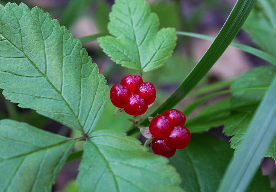 berry, forest, nature, leaf, plant part, food and drink, fruit HD wallpaper