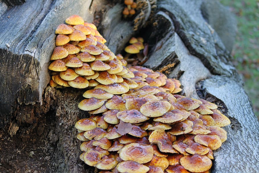 mushrooms, nature, fungi, fungus, close-up, plant, tree, day, HD wallpaper