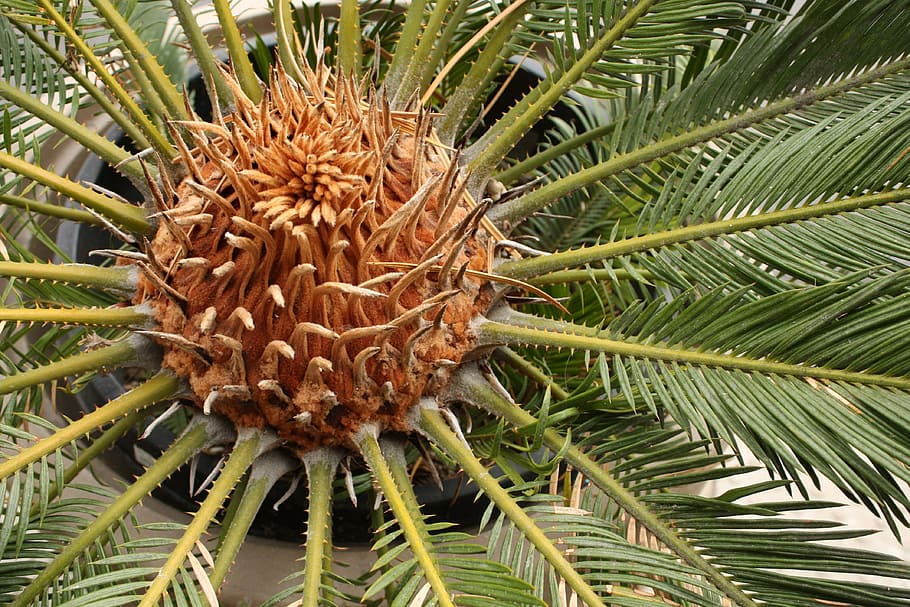 palm tree, plant, nature, growth, no people, leaf, close-up HD wallpaper